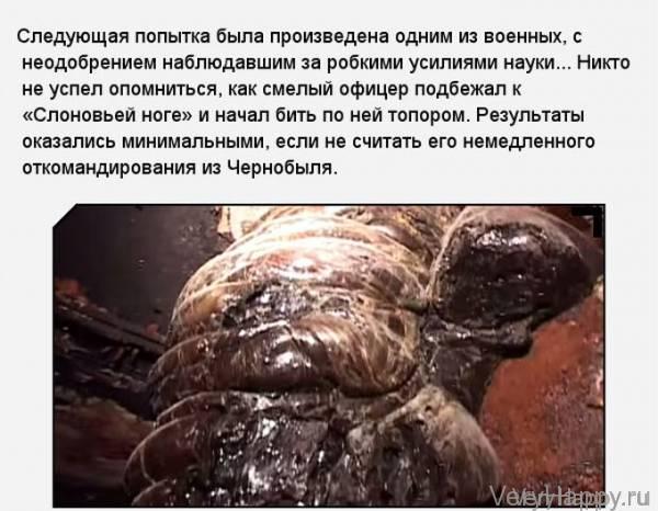 «Слоновья нога» в зоне отчуждения Чернобыльской АЭС (11 фото)