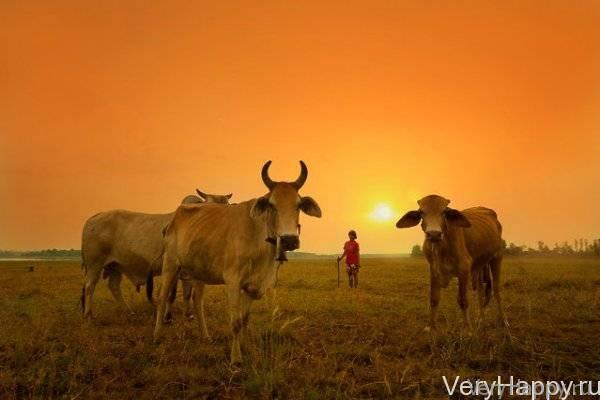 Красота Таиланда от Saravut Whanset