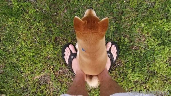 25 неприхотливых собак, которые будут сидеть там, где им вздумается