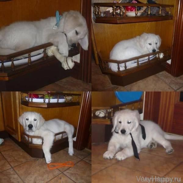 25 неприхотливых собак, которые будут сидеть там, где им вздумается