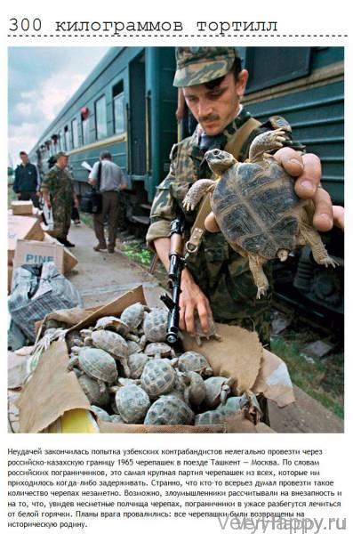 Провалы находчивых контрабандистов и нелегалов (12 фото)