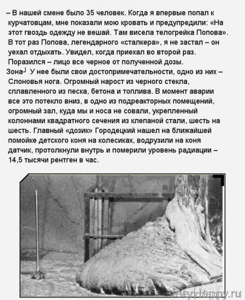 «Слоновья нога» в зоне отчуждения Чернобыльской АЭС (11 фото)