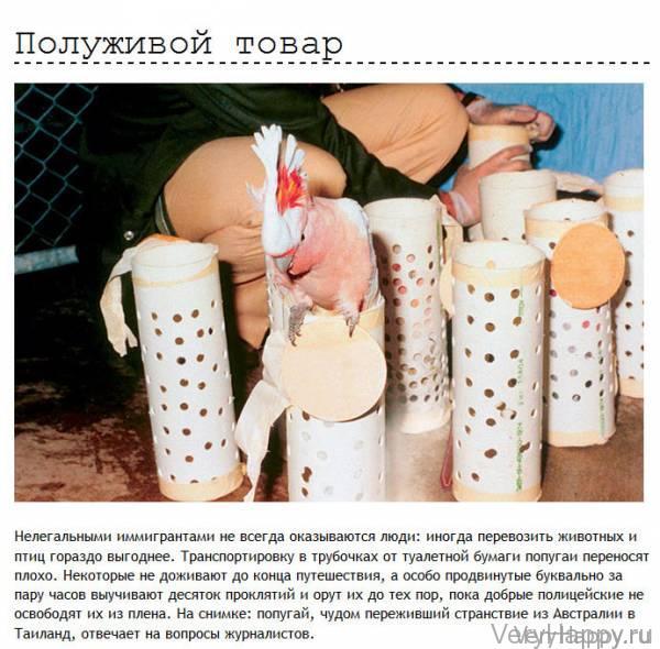 Провалы находчивых контрабандистов и нелегалов (12 фото)