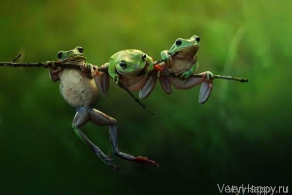 18 финалистов конкурса фотографии Sony World Photo Awards 2015