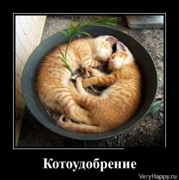 Демотиваторы пятницы (30 картинок)