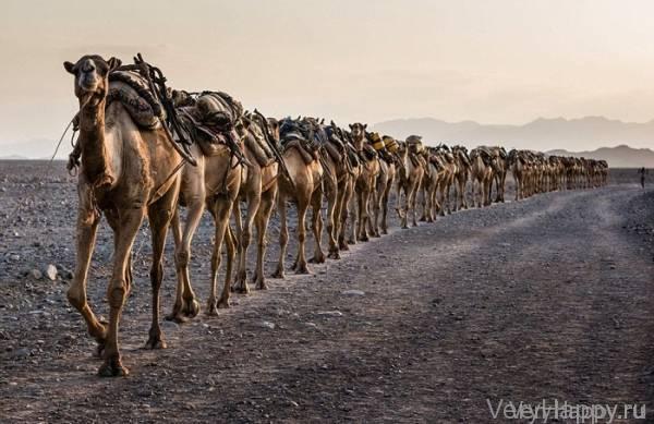 18 финалистов конкурса фотографии Sony World Photo Awards 2015